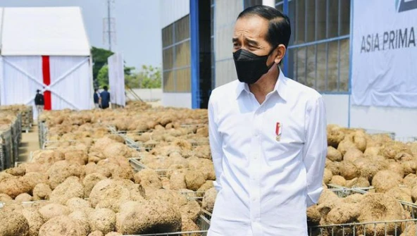 Jokowi Bakal Impor Beras Meski Panen Raya Tiba Kita Butuh Stok Tipis
